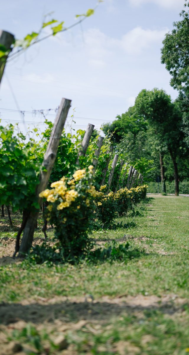 Aperture per gli acquisti di Pasqua 2026